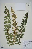 臺東耳蕨藏品圖，第1張