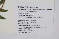 臺東耳蕨藏品圖，第2張