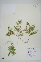 密葉卷柏藏品圖，第1張