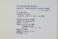 密葉卷柏藏品圖，第2張