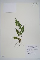 微毛凸軸蕨藏品圖，第1張