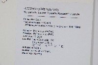 微毛凸軸蕨藏品圖，第2張