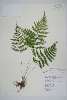 柔葉金星蕨藏品圖，第1張