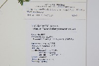 柔葉金星蕨藏品圖，第2張