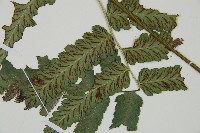 深山雙蓋蕨藏品圖，第3張