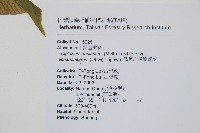 隱脈細柄雙蓋蕨藏品圖，第5張