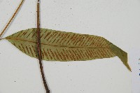 隱脈細柄雙蓋蕨藏品圖，第6張