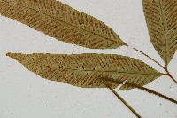 隱脈細柄雙蓋蕨藏品圖，第7張