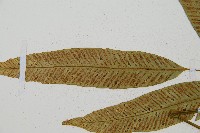 隱脈細柄雙蓋蕨藏品圖，第8張