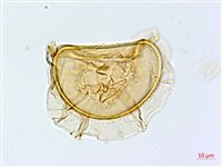 隱脈細柄雙蓋蕨藏品圖，第3張