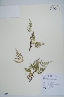 熱帶陰石蕨藏品圖，第1張