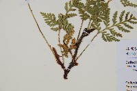 熱帶陰石蕨藏品圖，第3張