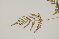 熱帶陰石蕨藏品圖，第4張