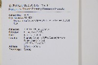 瓦氏鱗毛蕨藏品圖，第2張