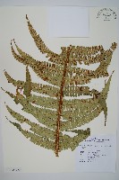 瓦氏鱗毛蕨藏品圖，第3張