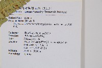 瓦氏鱗毛蕨藏品圖，第4張