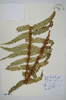 瓦氏鱗毛蕨藏品圖，第5張