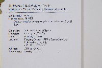 瓦氏鱗毛蕨藏品圖，第6張