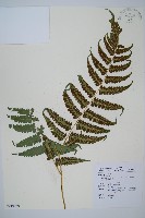 琉球雙蓋蕨藏品圖，第1張