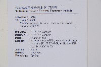 琉球雙蓋蕨藏品圖，第5張