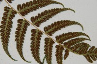 琉球雙蓋蕨藏品圖，第6張