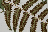 琉球雙蓋蕨藏品圖，第7張