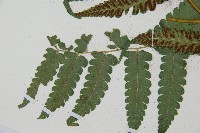 琉球雙蓋蕨藏品圖，第8張