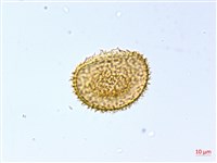 琉球雙蓋蕨藏品圖，第2張