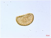 琉球雙蓋蕨藏品圖，第3張