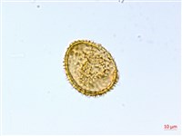 琉球雙蓋蕨藏品圖，第4張