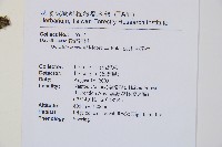 海州骨碎補藏品圖，第2張