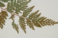 海州骨碎補藏品圖，第3張