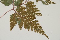 海州骨碎補藏品圖，第4張