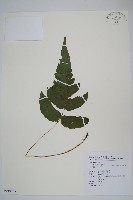 威氏聖蕨藏品圖，第1張