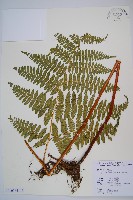 細葉姬蕨藏品圖，第1張