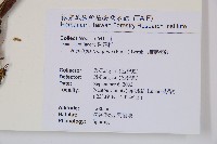 細葉姬蕨藏品圖，第2張