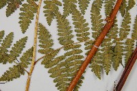 細葉姬蕨藏品圖，第3張