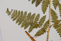 細葉姬蕨藏品圖，第4張