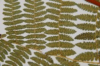 細葉姬蕨藏品圖，第5張