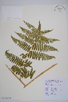 細葉姬蕨藏品圖，第6張