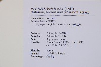 細葉姬蕨藏品圖，第7張