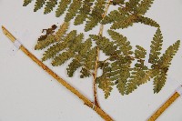 細葉姬蕨藏品圖，第8張