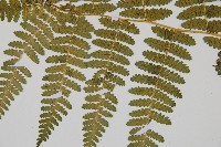 細葉姬蕨藏品圖，第9張