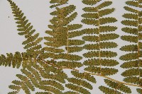 細葉姬蕨藏品圖，第10張