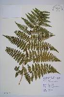 細葉姬蕨藏品圖，第11張