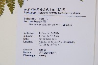 細葉姬蕨藏品圖，第12張