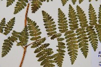 細葉姬蕨藏品圖，第13張