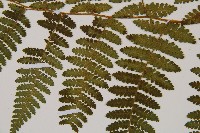 細葉姬蕨藏品圖，第14張