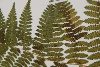 細葉姬蕨藏品圖，第15張