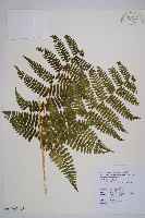 細葉姬蕨藏品圖，第16張